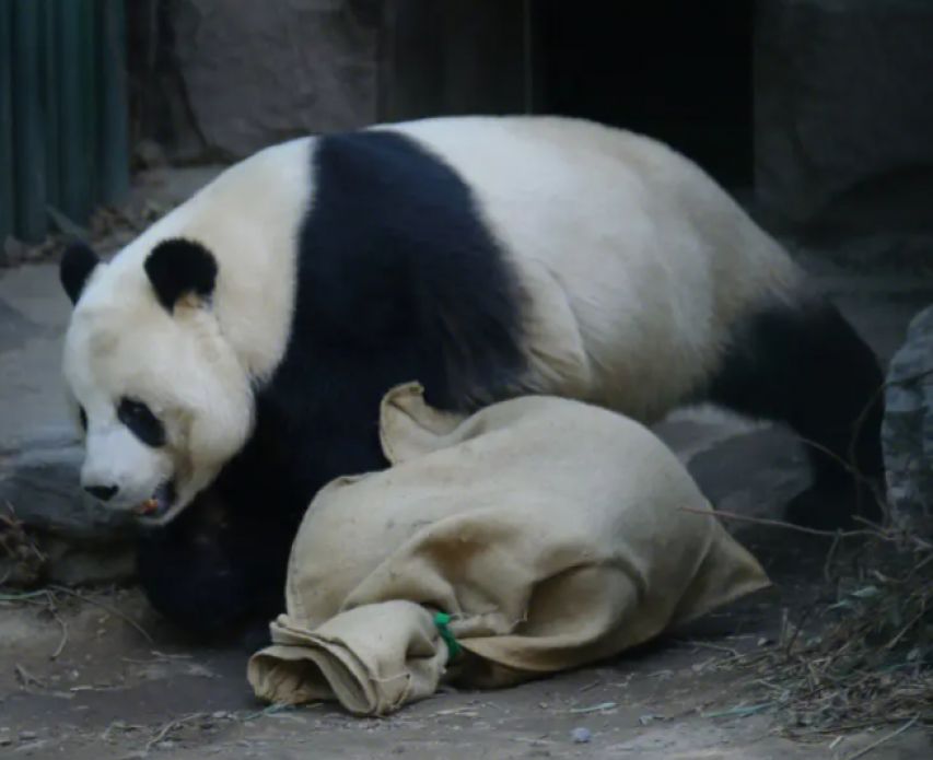 尼克松访华：假装讨要烟盒上的熊猫图案，周总理直接送出两只真的