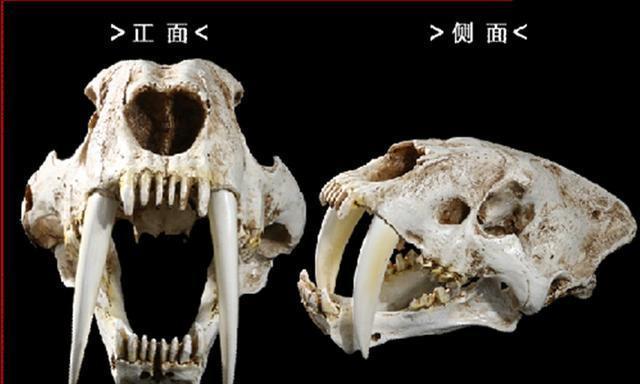 河马的的大牙到底有多锋利,河马骨头复原剑齿虎