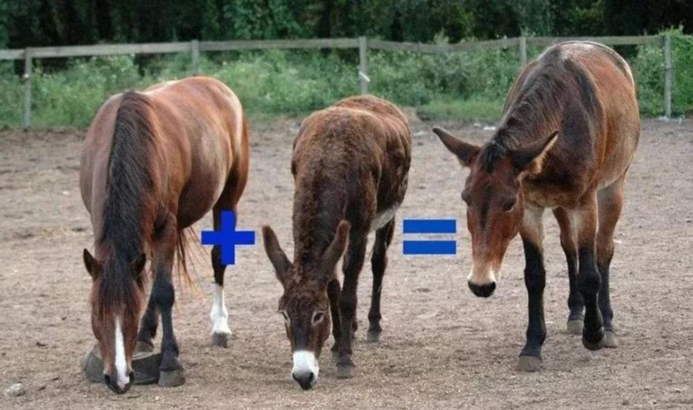 驴和马为什么能培育出骡子,马和驴真的能产下骡子吗