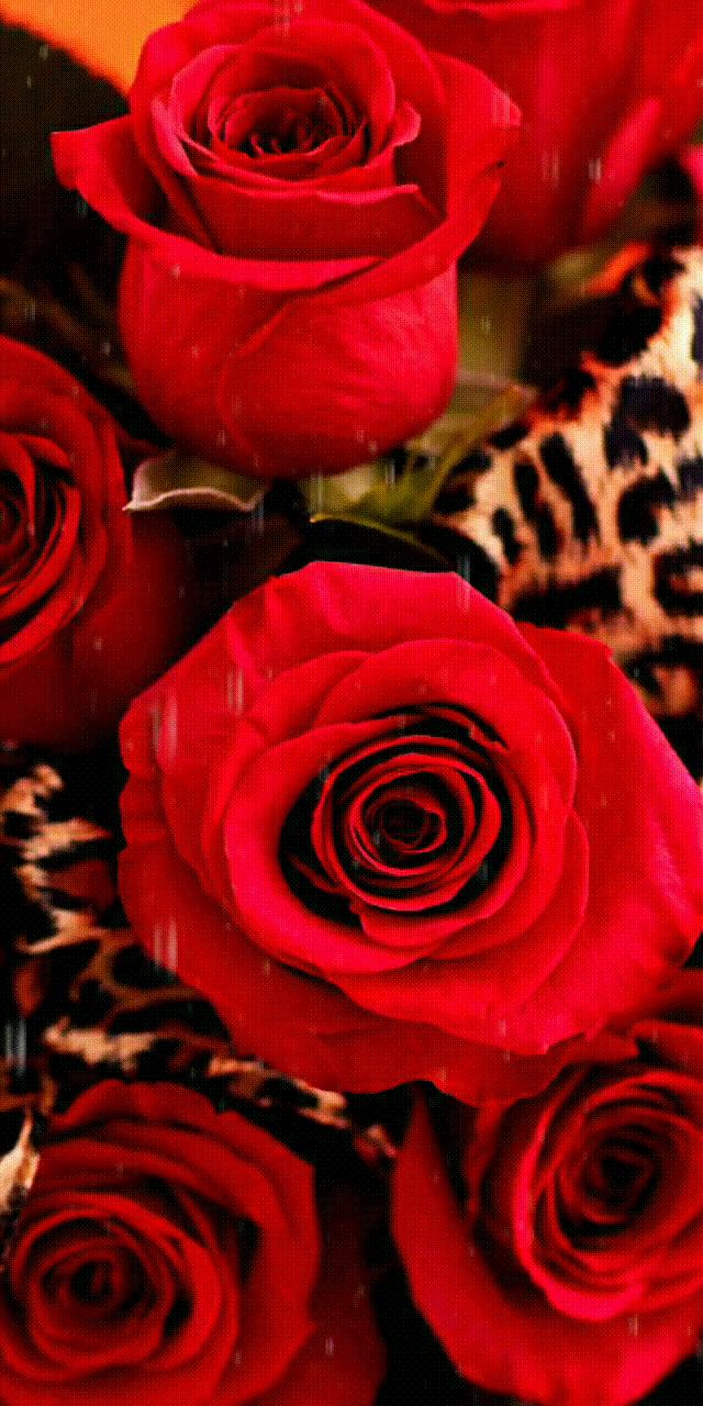 分享一束花图片,分享照片愿你遇到的都是美好