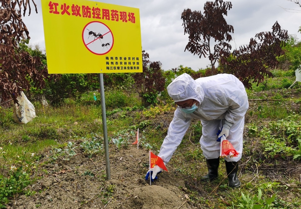 红火蚁已入侵12省份是真是假,红火蚁入侵省份和地区有哪些