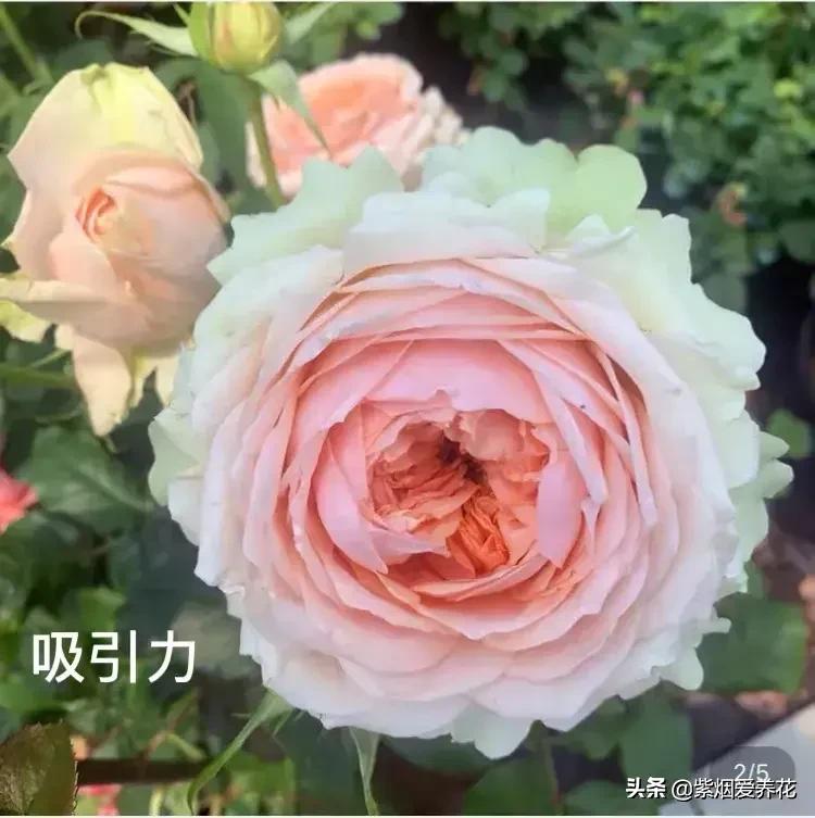 很仙的粉白色的月季品种,天狼月季涵仙