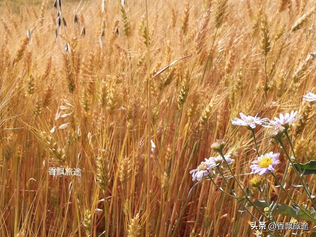 新疆伊犁州江布拉克,新疆奇台江布拉克