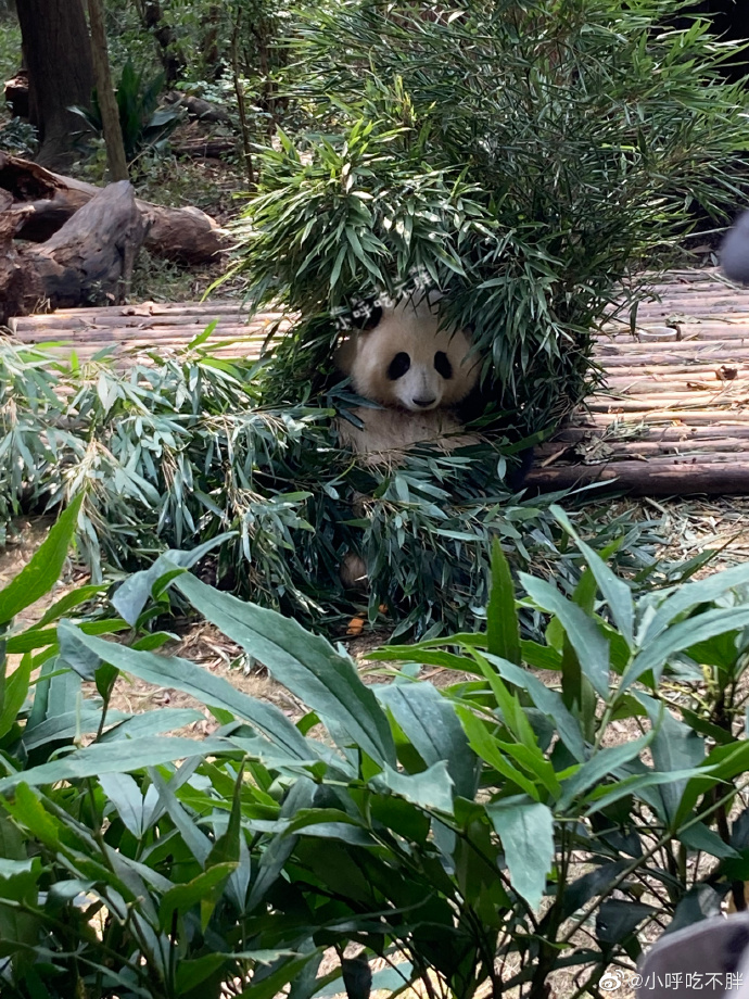 花花：接住谭爷爷给的小苹果，仿佛接住了整个世界。