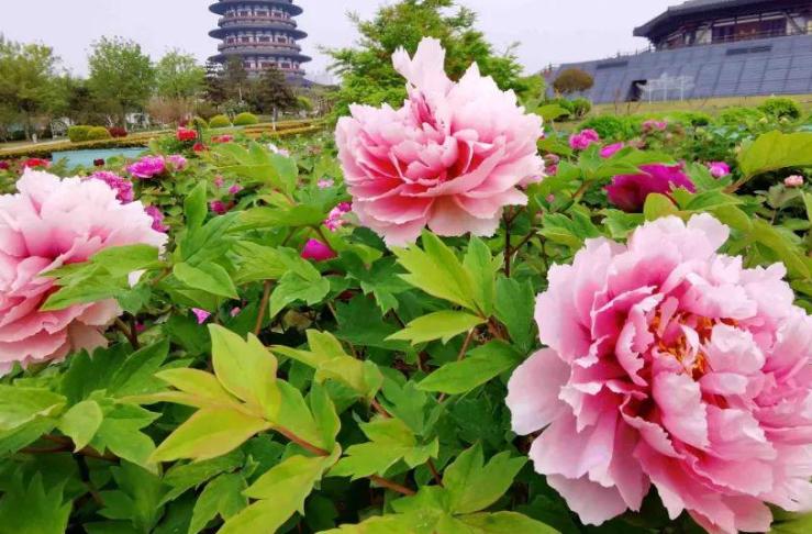 郑州到太行山一号公路自驾路线图,郑州周边自驾免费看红叶最佳路线