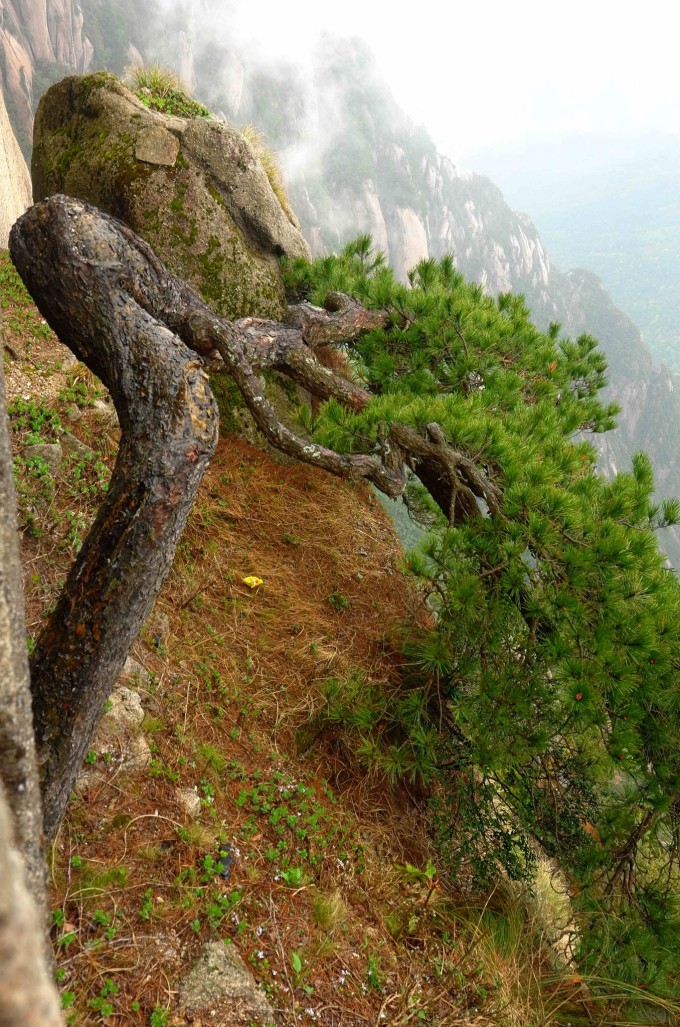 黄山慈光阁到玉屏楼步行多久,爬黄山从慈光阁开始的攻略