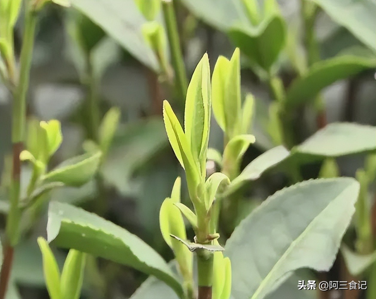 秋天喝什么茶最好？经过评选，这3款茶名列前茅，都是纯天然好茶