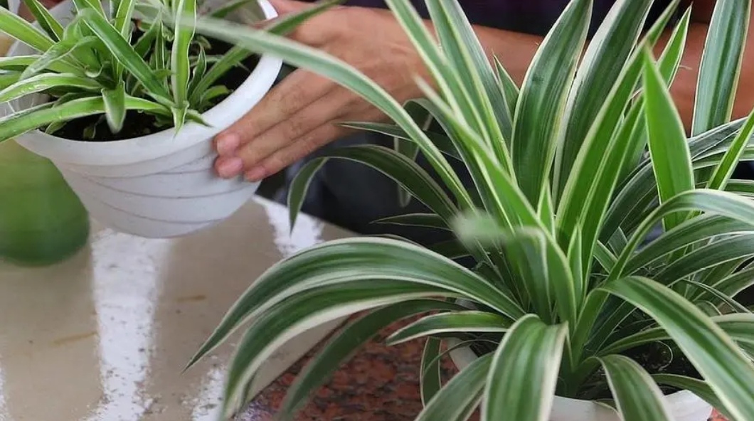 养吊兰注意事项,养吊兰禁忌