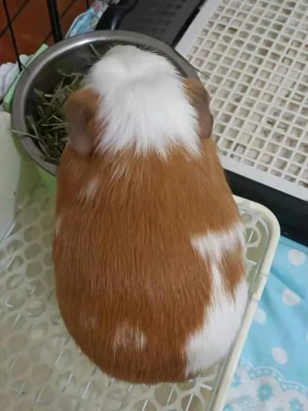 荷兰猪流产了要用什么来医治,荷兰猪流产暴瘦怎么办