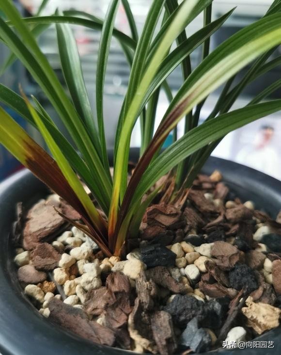 兰花淋雨好吗,兰花淋雨施什么药