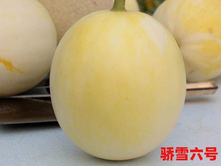 甜瓜新品种5762的种子价格,全国甜瓜价格最新行情