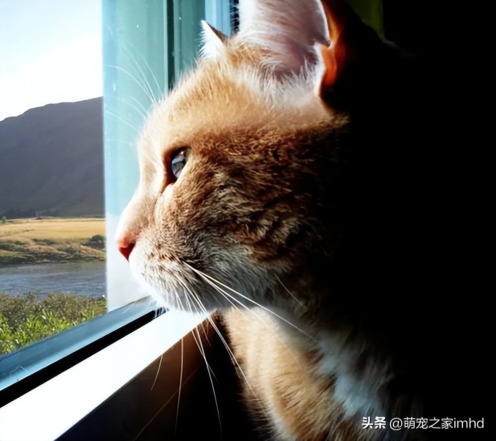 哪些行为会让猫咪得抑郁症,猫咪的六大表现是抑郁症