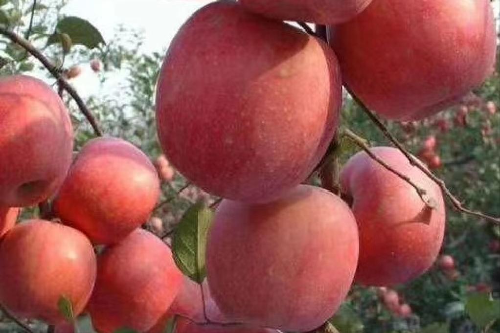 中秋节前后有没有应季苹果,中秋节前成熟的苹果品种有哪些