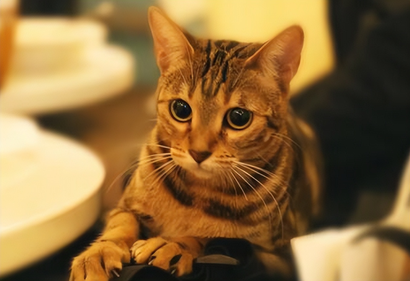 猫感冒了鼻塞怎么治疗,猫感冒鼻子堵了吃什么药