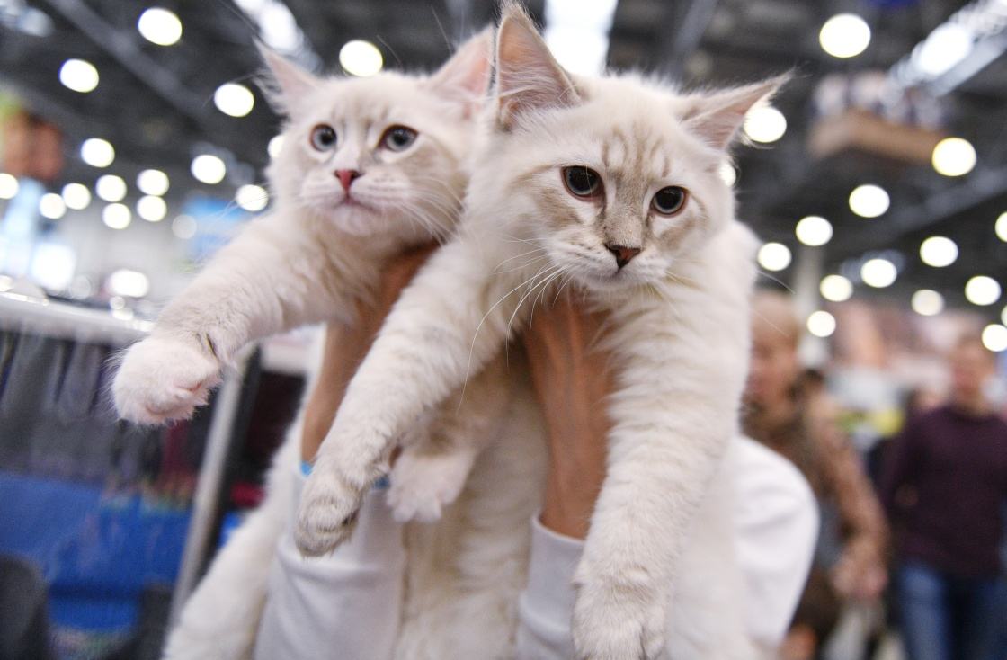 买猫要注意哪几个细节,买猫一般注意哪些问题