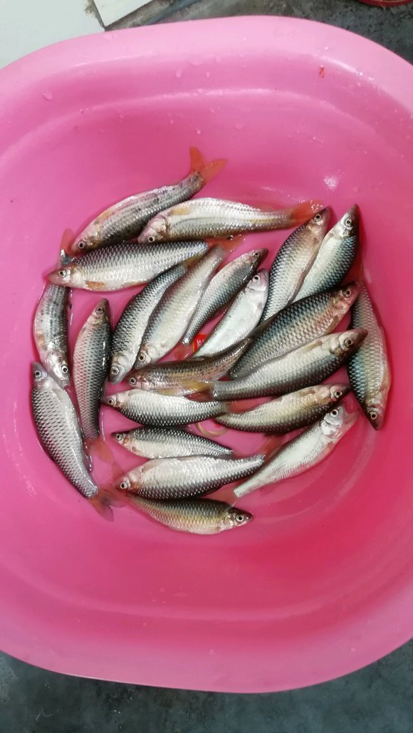 野钓用红虫钓小鱼闹窝怎么办,野钓小鱼闹窝怎么解