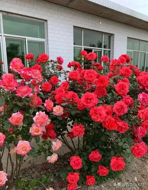 大花浓香勤花的月季品种,大花月季品种介绍大全图片及价格
