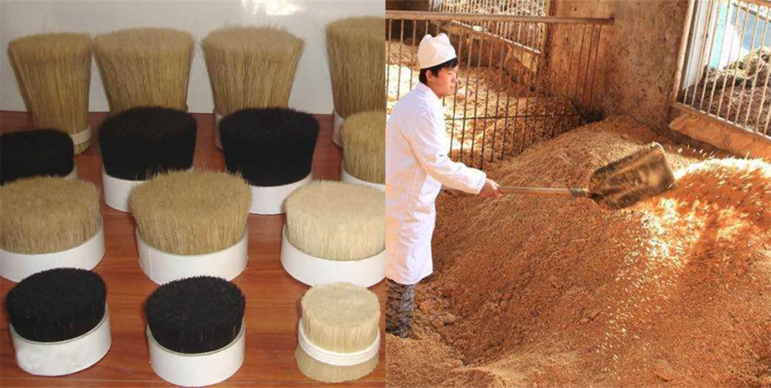 猪的祖先到底有多厉害,猪的战斗力到底有多可怕