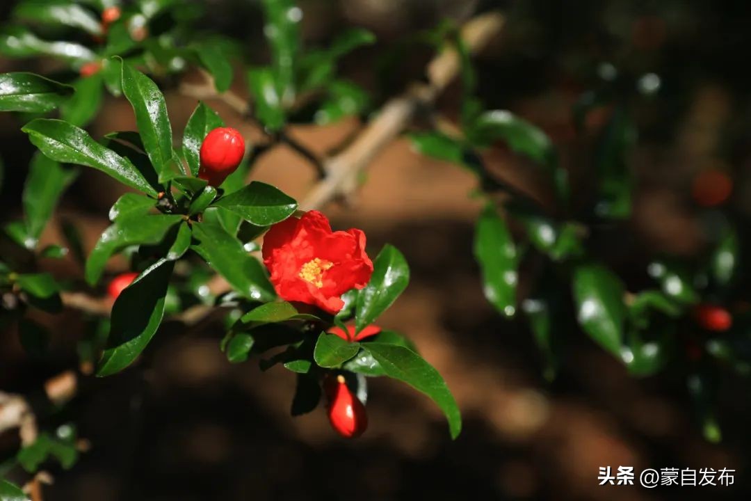 蒙自石榴在云南非常出名,有一种生活叫云南开远