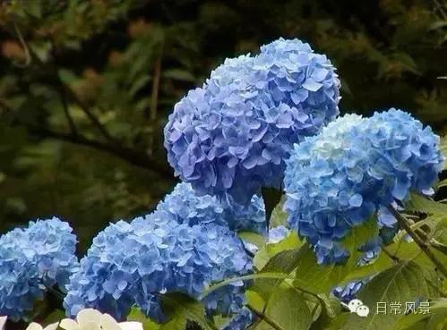 婆婆画画,婆婆画画教程