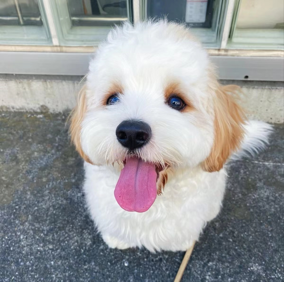 狗粮怎么挑选狗粮避坑指南,狗粮怎么选湿粮和干粮呢