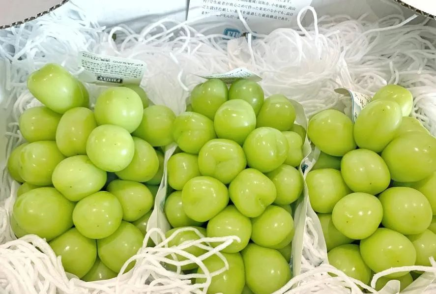 高端葡萄被“不正当带入”中国,导致日本每年损失100亿日元?