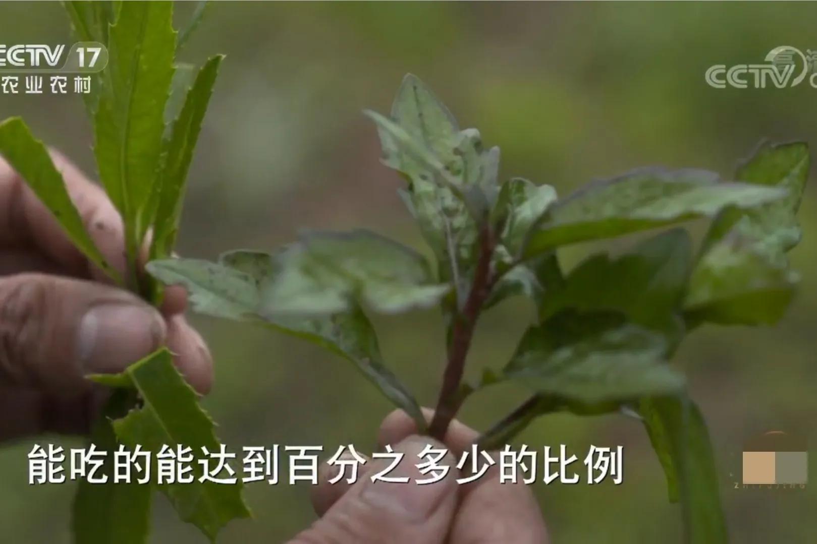 四川男子承包500亩荒山，把野草发酵成饲料喂鸡，年销售额1000万