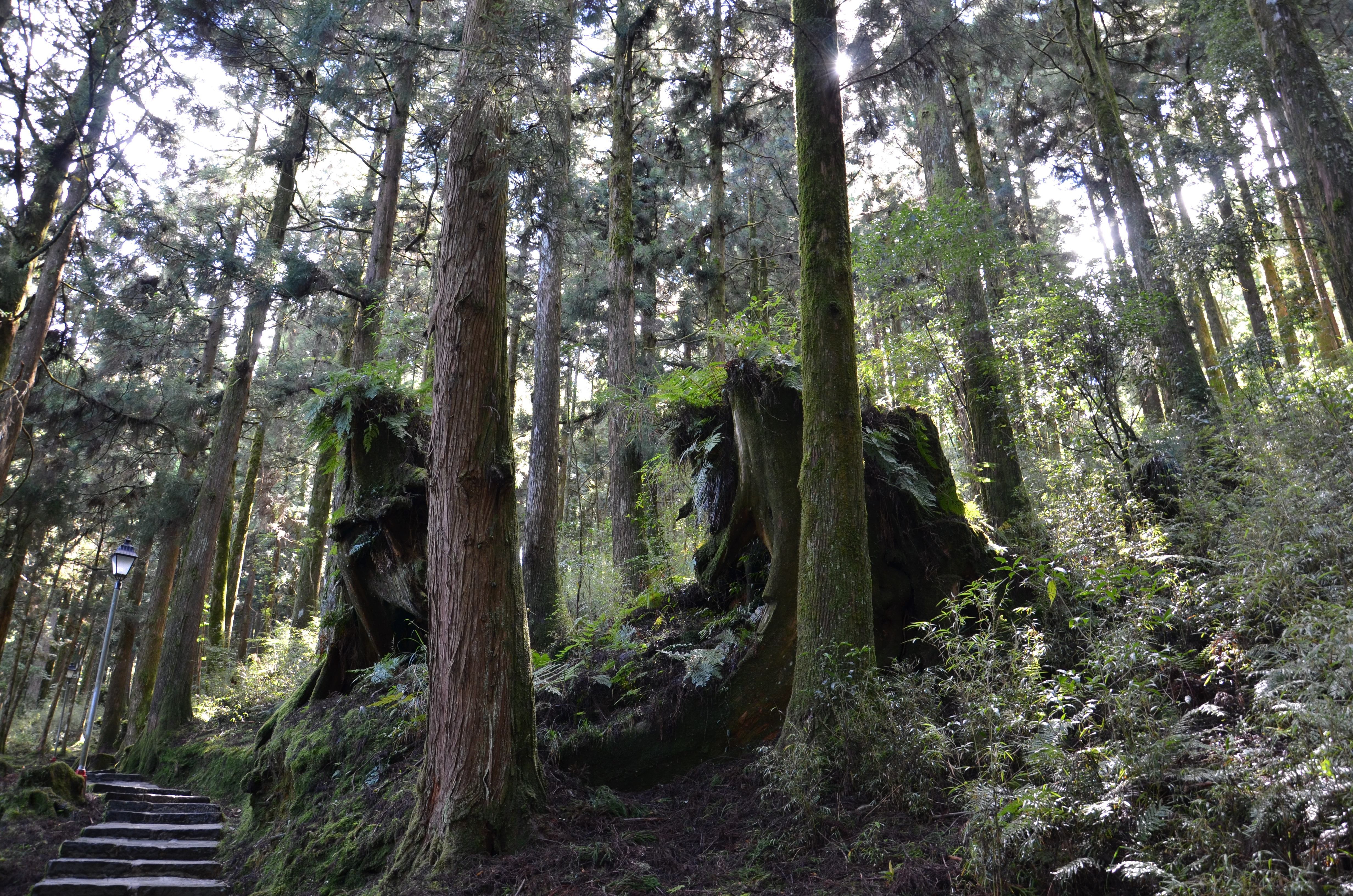 台湾阿里山古树,台湾阿里山景区