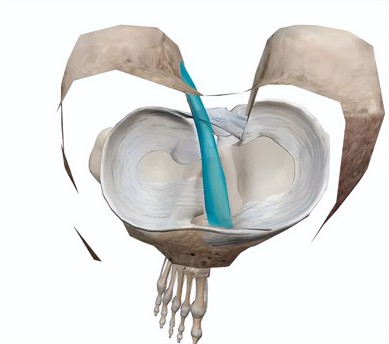 打篮球前十字交叉韧带断裂，到底该如何康复？