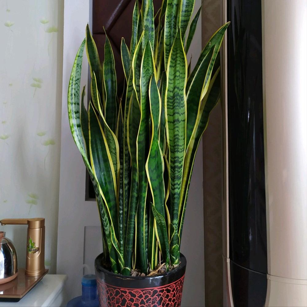 室内养什么花晚上释放氧气,房间养什么花好睡眠