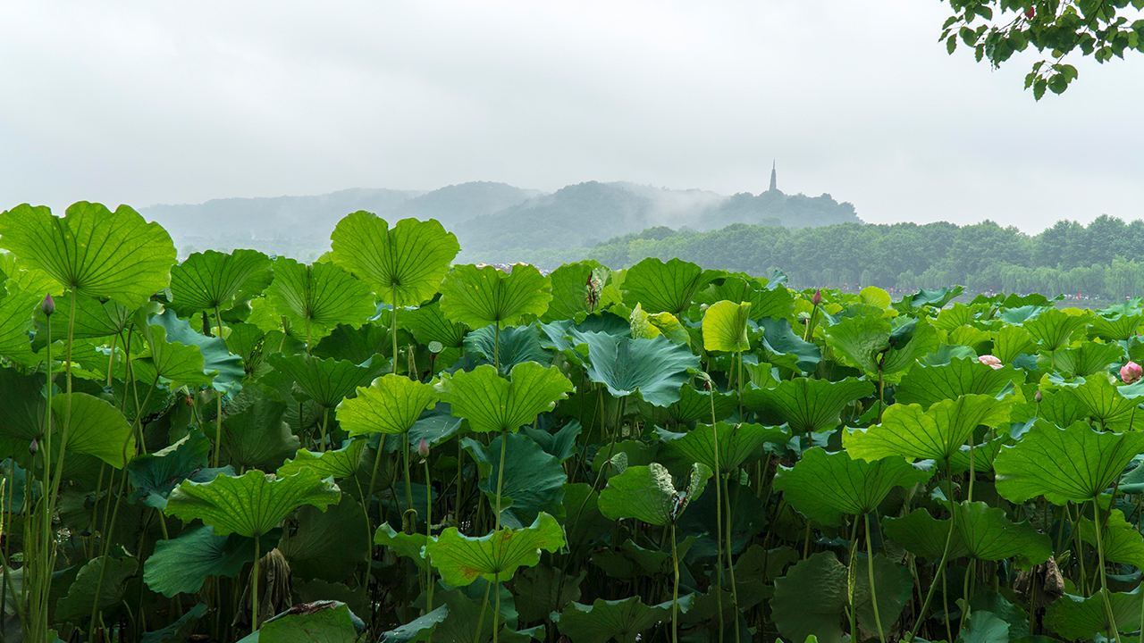 炎炎夏日心静自然凉经典语录,炎炎夏日何以解暑唯有空调