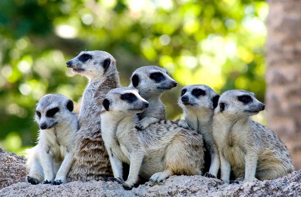 野马泛滥成灾国家,澳大利亚野马泛滥成灾