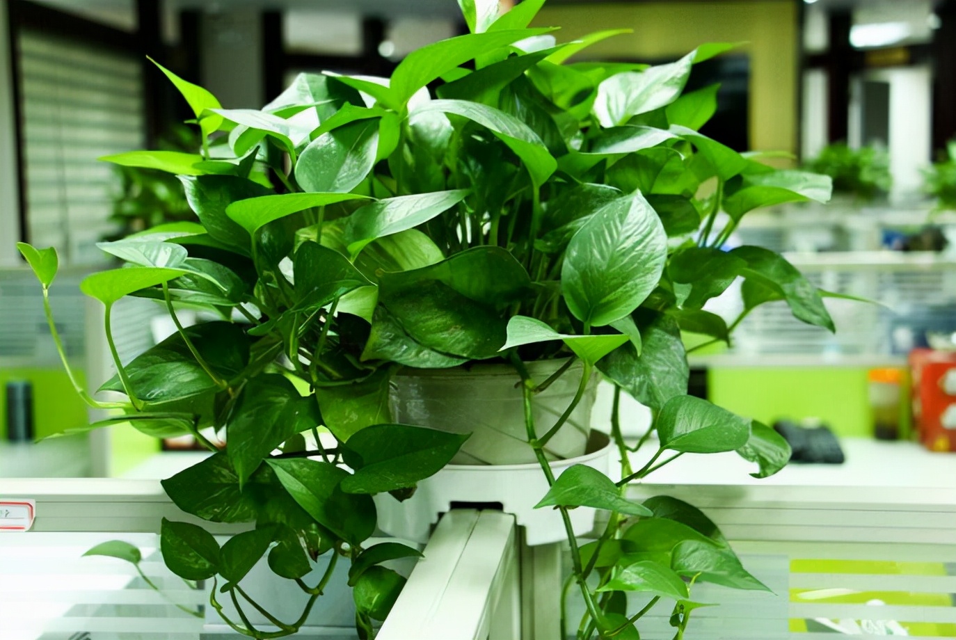 绿萝蔫了下垂怎么补救冬季,冬季室内绿萝叶子黄怎么回事