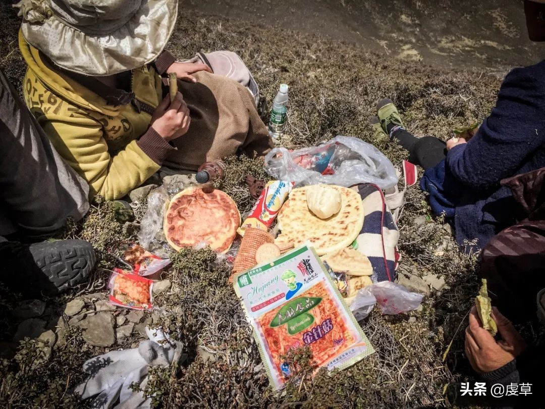 鲜虫草正当季,鲜虫草采收