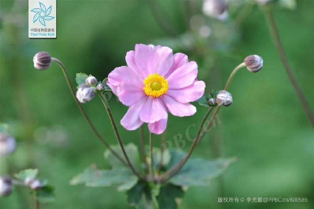 打破碗花,打破碗花是什么样子