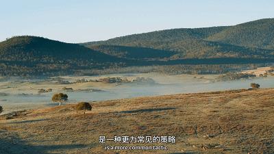 原来它们也有“性丑闻”，这片看完让我大开眼界