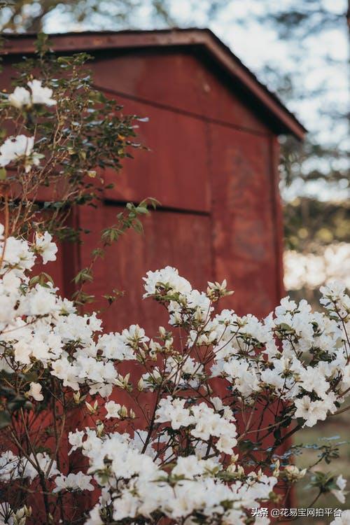 含花拍照中毒,夹竹桃的花中毒会怎样
