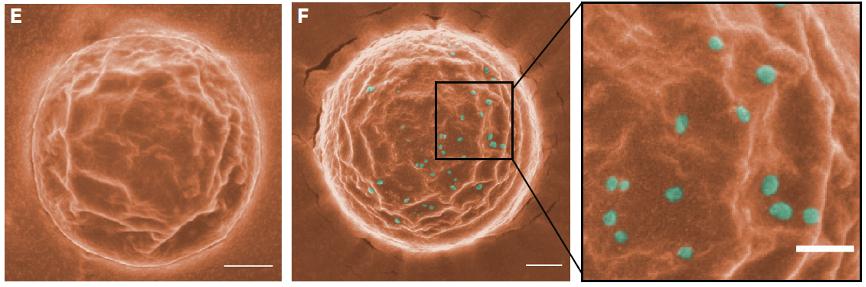 3i晶格光片显微镜助力新冠治疗纳米药物开发