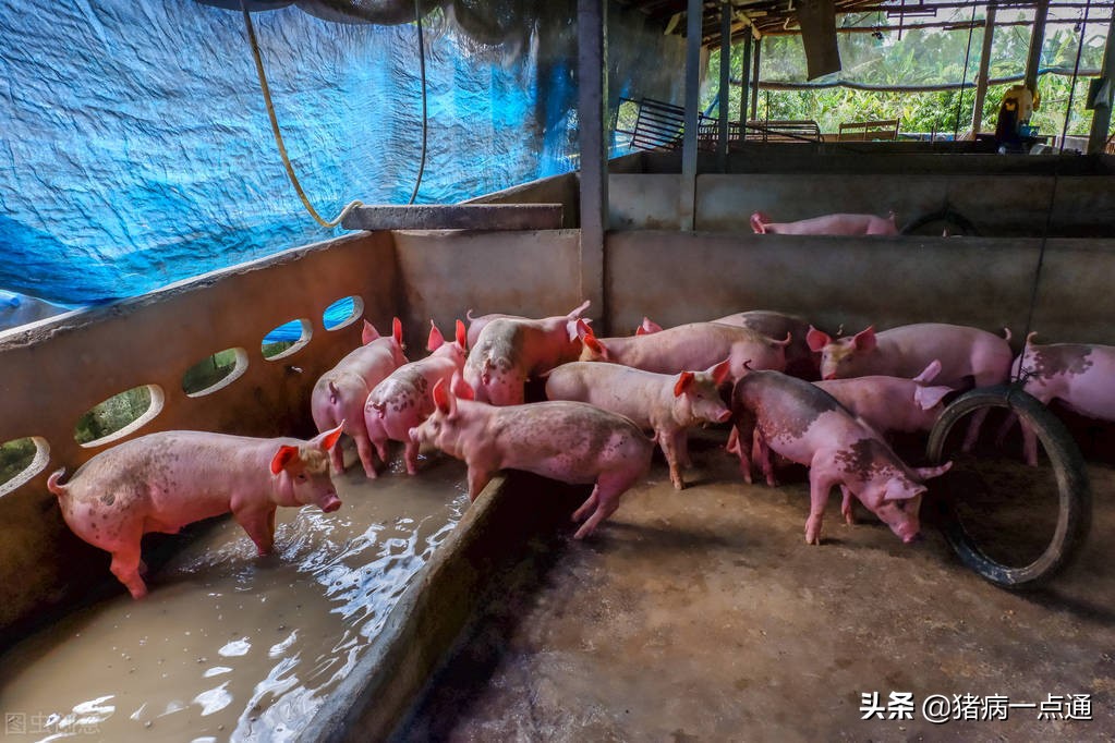 猪瘟弱毒疫苗使用方法,打了猪瘟疫苗可以打抗病毒药吗