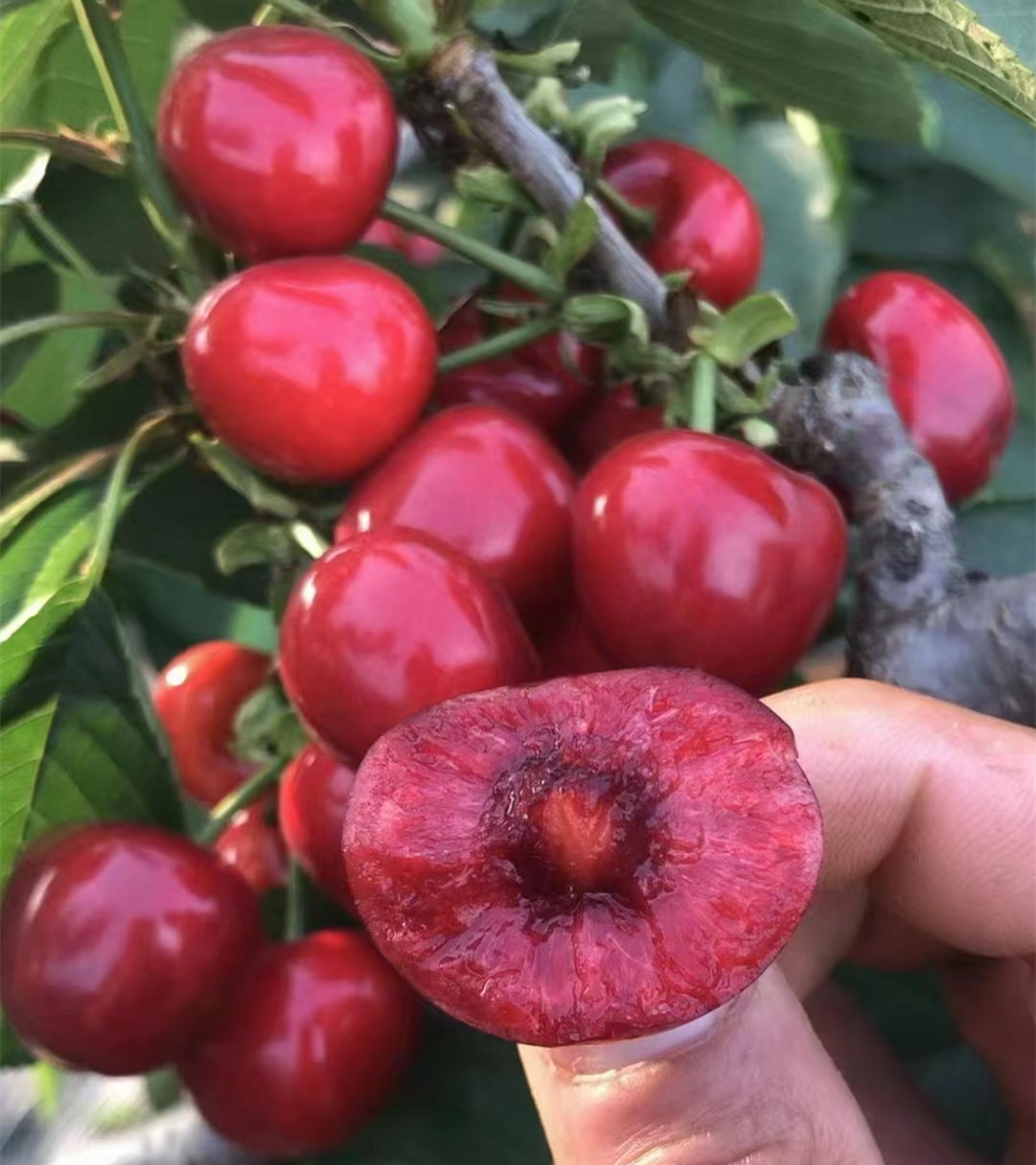 紧急提醒这种水果千万别吃,这种水果大量上市千万也别吃多