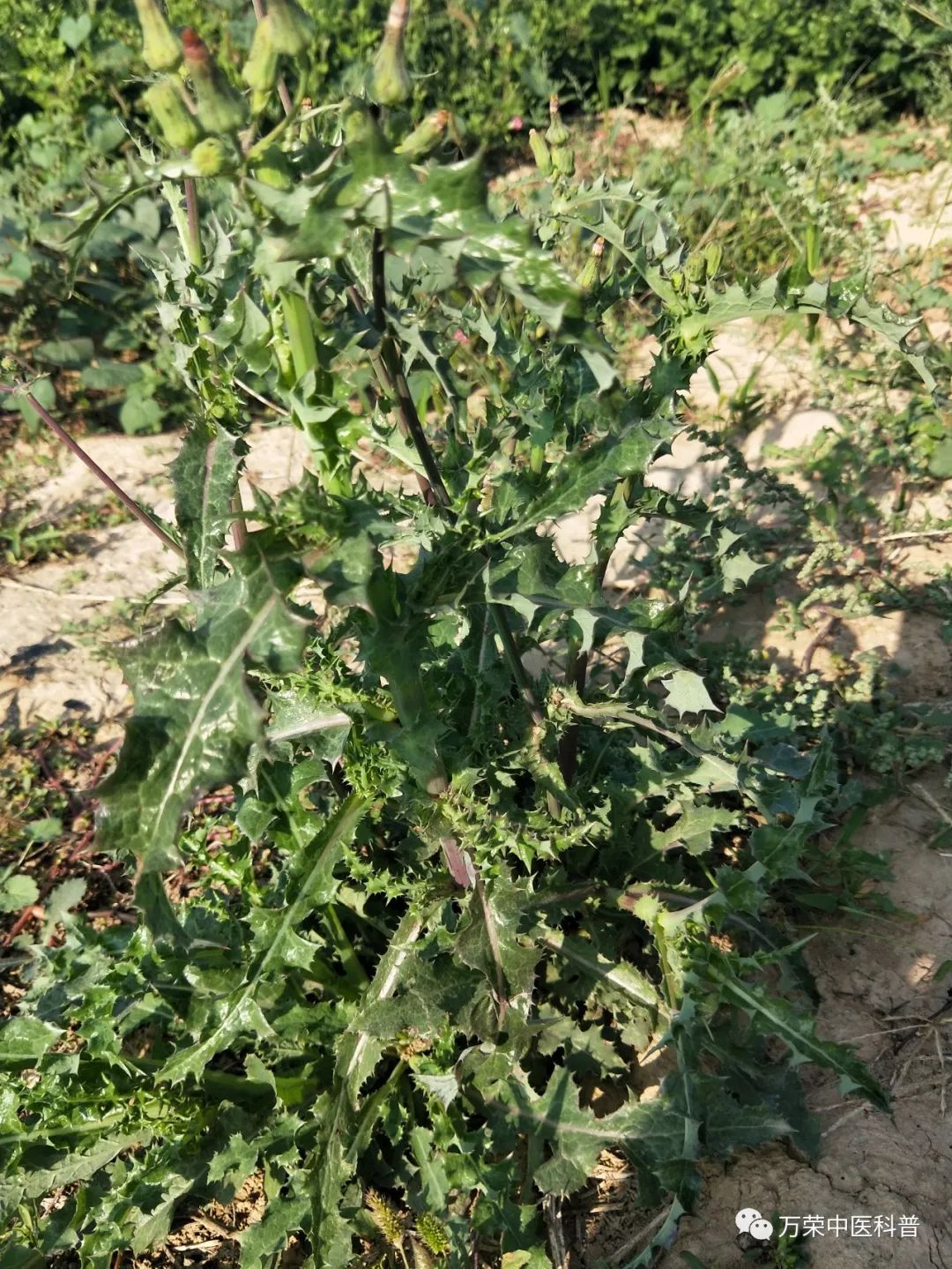 植物幼苗的发展过程详细,植物的幼苗在生长过程中