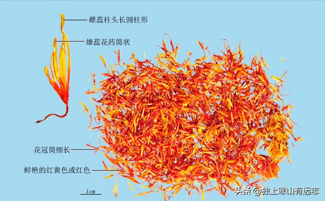 花园里的中药,藏红花是治百病的神奇药草