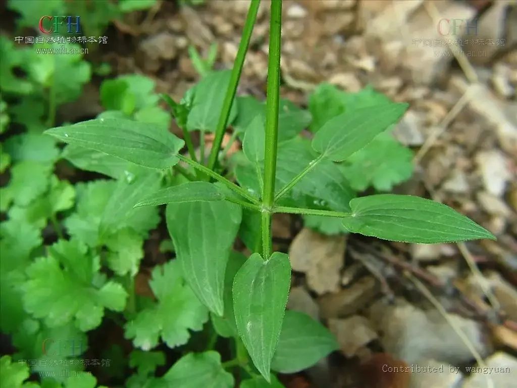 万物有灵|皂原野摇曳小风车——茜草