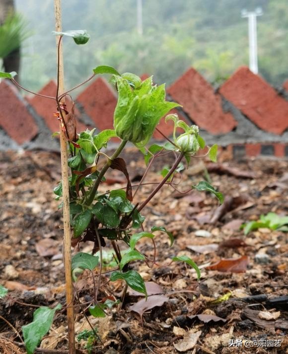 铁线莲不能暴晒，容易晒蔫，半阴半阳，长得快，开花多