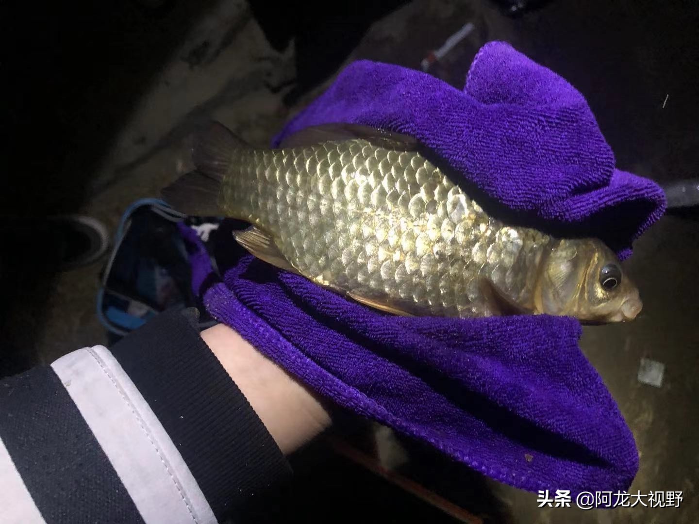 野钓：小河道巧夺大板鲫和黄骨鱼！分析得当，渔获自然少不了