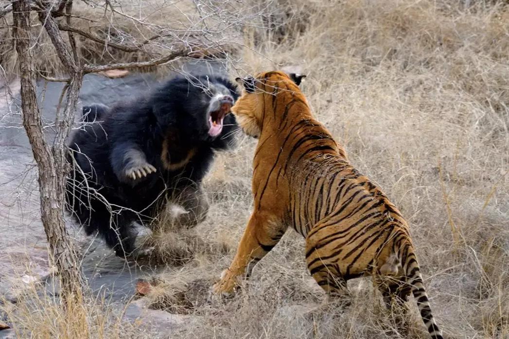 黑熊为什么害怕东北虎,狼群为什么不怕大棕熊怕老虎