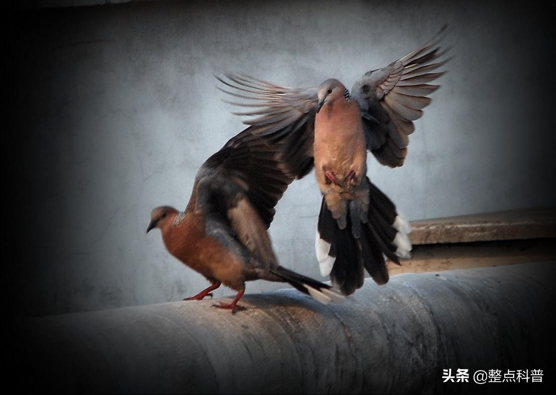 斑鸠能吃多少东西,斑鸠吃小斑鸠吗