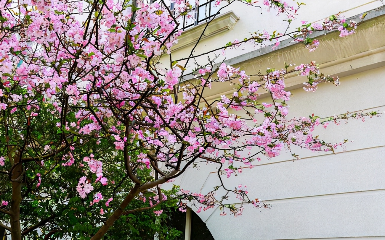 家里室内种什么树旺宅,适合家里种的镇宅树