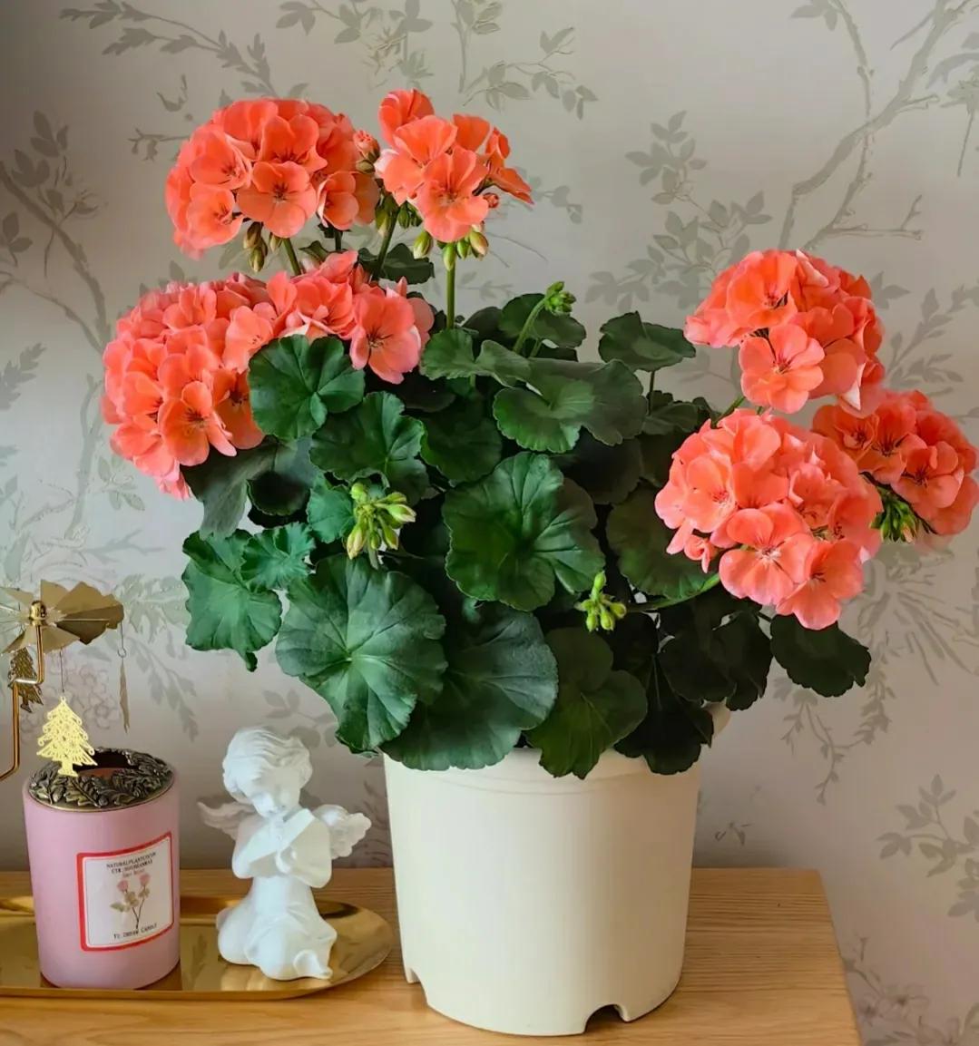 花期长又好养驱蚊的花庭院,半阴的环境驱蚊能养哪些花