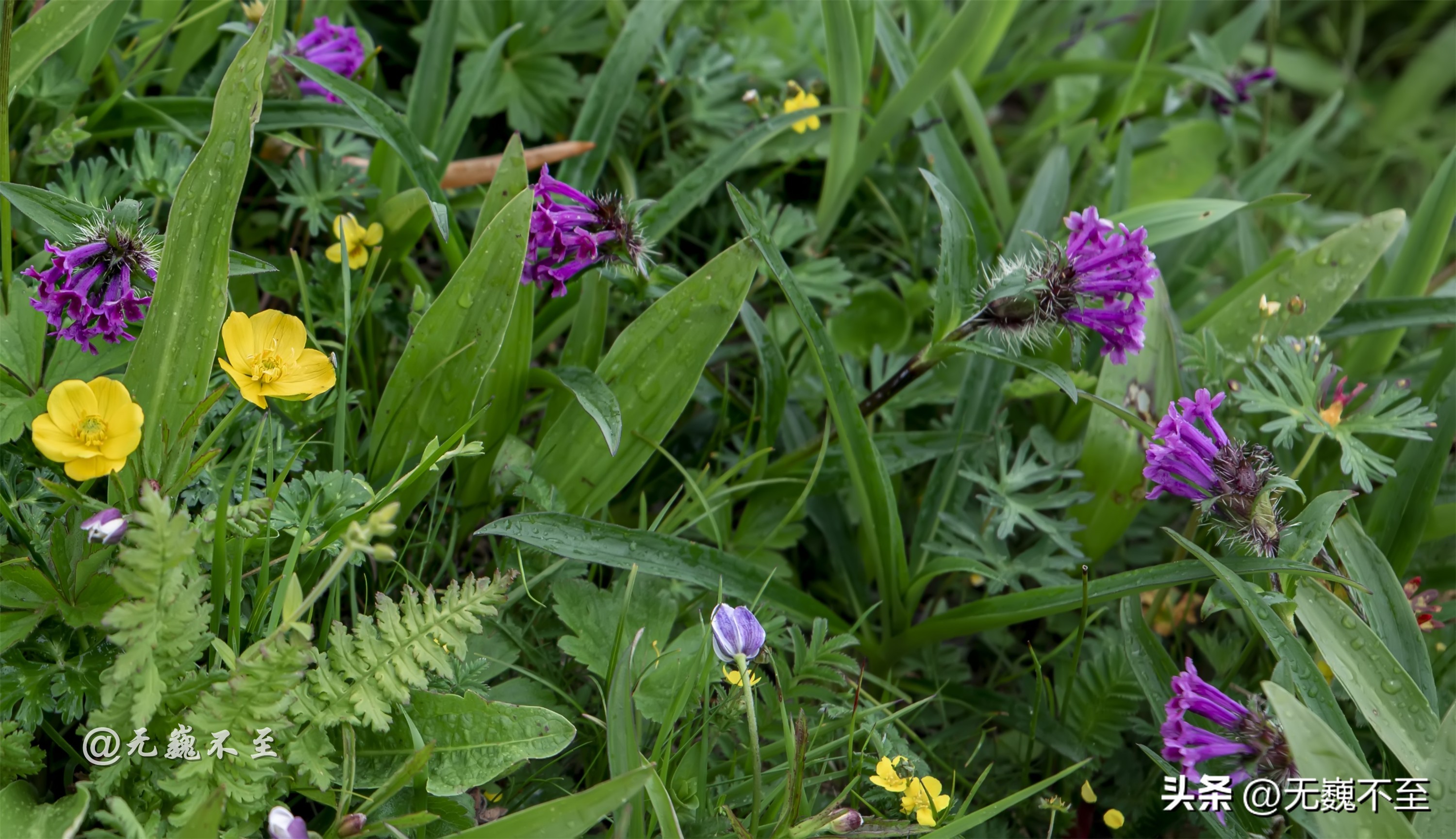 九顶归来不看花，但是这些花名你知道吗？科普一下不就认识啦